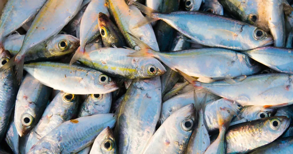 Togo : la production nationale de poissons explose, mais un danger menace