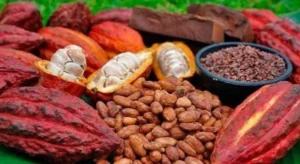 Cocoa of Excellence Awards 2026 : le Togo récompensé