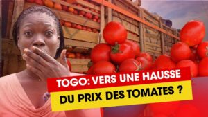 Vers une hausse du prix des tomates ? Revue du 24 mars 2026