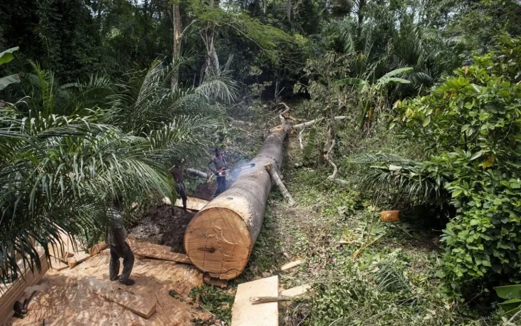 Togo : de nouvelles règles pour encadrer l’exploitation forestière