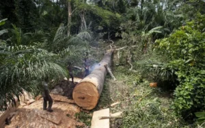 Togo : de nouvelles règles pour encadrer l’exploitation forestière