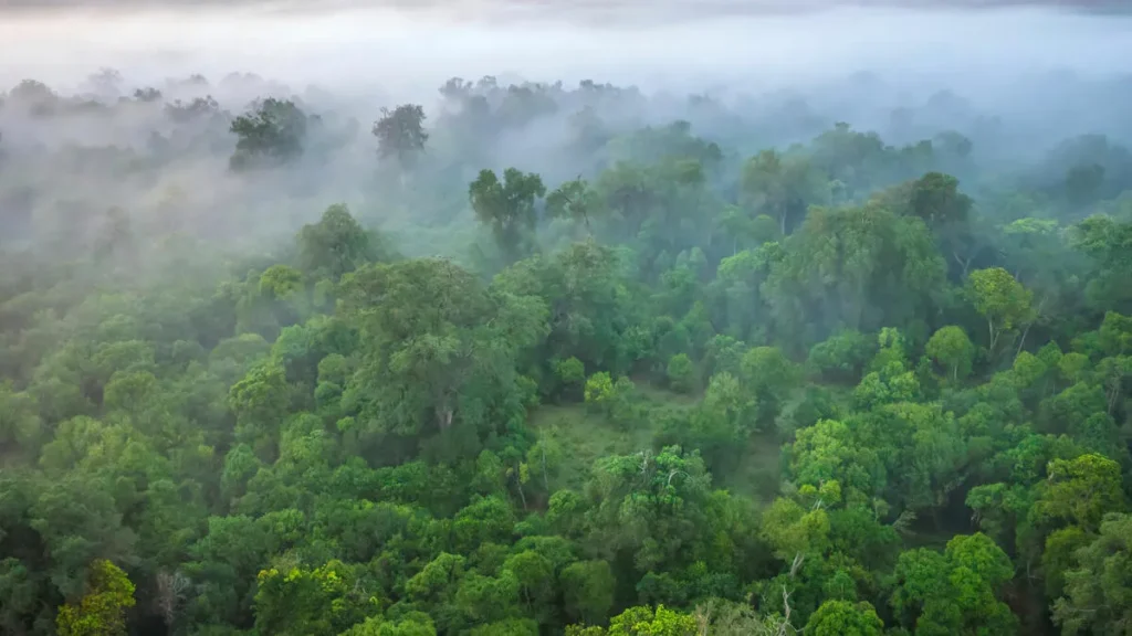 Togo : 46 000 hectares de forêts à restaurer dans la région Centrale