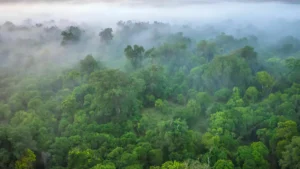 Togo : 46 000 hectares de forêts à restaurer dans la région Centrale