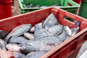 Togo : 36 250 tonnes de poissons produites en 2025